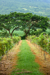 Fototapeta na wymiar path in the vineyard