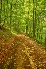 Incredible deserted pathway in the fairy woodland. Amazing forest road strewn with stones in the middle of the mountains. Ukrainian Carpathians, Transcarpathia, Sokolovi Skeli Reserve