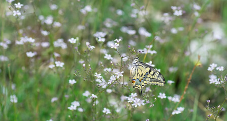 Macro shots, Beautiful nature scene. Closeup beautiful butterfly sitting on the flower in a summer garden.