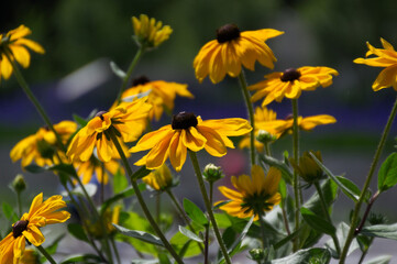 Black-Eyed Susans