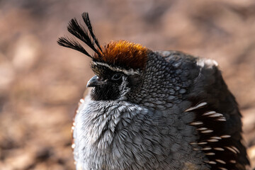 Male Gambel's Quail (Callipepla gambelii)