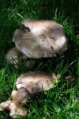 Mushrooms in the Grass