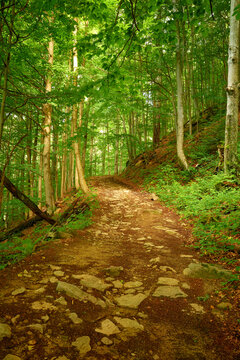 Relaxing walk in the magic mountain woods. Wonderful trail on a mountain slope in the Ukrainian Carpathian Mountains