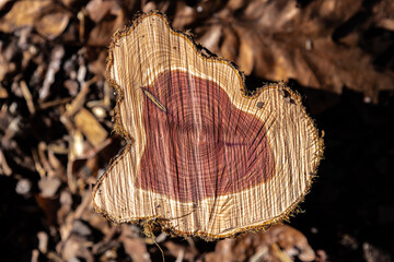 Heart (red color) and Sap (white/brown color) Wood of Eastern Red Cedar (Juniperus virginiana L.)