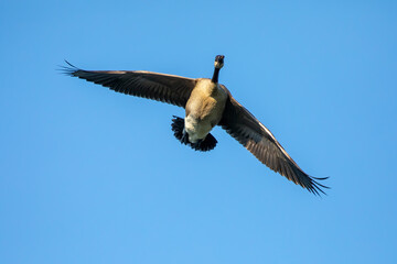 Canada goose in flight.Natural scene from Wisconsin.
