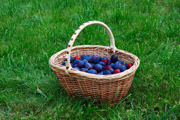 Fototapeta na wymiar basket with plums is on the background of green grass