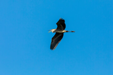 Great blue heron in flight.Natural scene from Wisconsin.