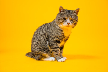 Beautiful gloomy cat on an orange background