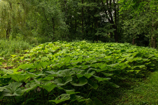 Dziki rabarbar (Rheum altaicum L.)