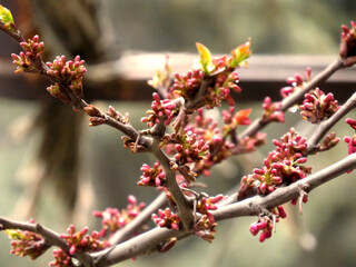 buds on a branch of a tree