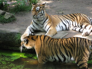 Tigerpaar