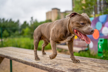 Dog at the playground for dog training.