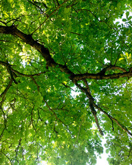 Under a beautiful green tree on a sunny day.