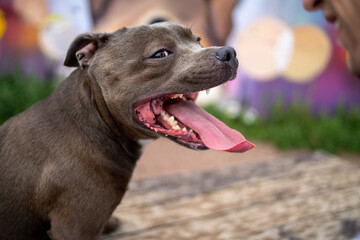 portrait of a beautiful dog staffordshire terrier