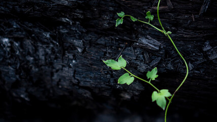 shoots of young plants grow on charcoal
