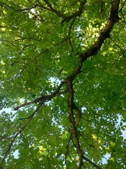 Fototapeta na wymiar Under a beautiful green tree on a sunny day.