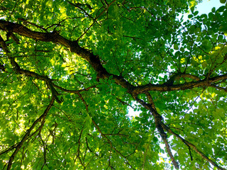 Under a beautiful green tree on a sunny day.