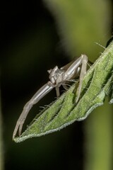Specimen of white crab spider - Thomisus onustus Thomisidae