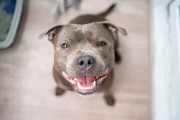 portrait of a beautiful staffordshire terrier dog smiles