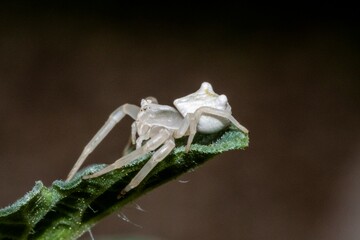 Specimen of white crab spider - Thomisus onustus Thomisidae