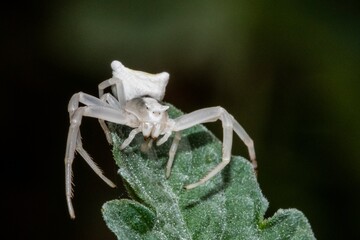 Specimen of white crab spider - Thomisus onustus Thomisidae