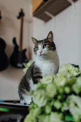 Cat and bouquet of flowers near the guitar