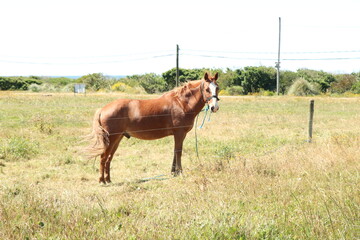 Fototapeta premium Horses under the morning sun are examples of strength, speed, lightness, and agility