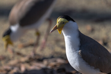 Masked Lapwing or Masked Plover (Vanellus miles)