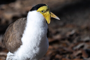 Masked Lapwing or Masked Plover (Vanellus miles)