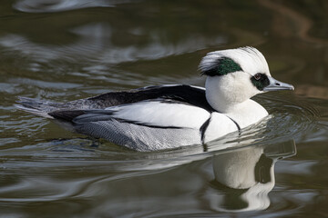 Male Swimming Smew (Mergellus albellus)
