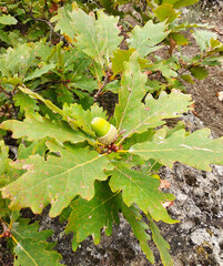 Obraz premium Acorn on an oak tree in the forest.