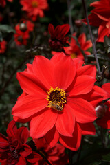 Red single Dahlia Close-up