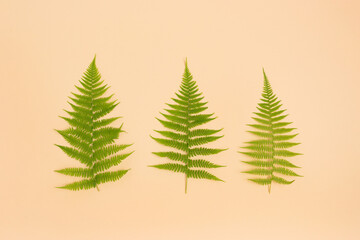 Branches of fern on a beige background. Minimalistic nature flat lay.