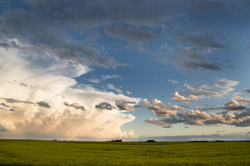 Storm clouds forming on the Canadian prairies over a canola field in Rocky View County Alberta.