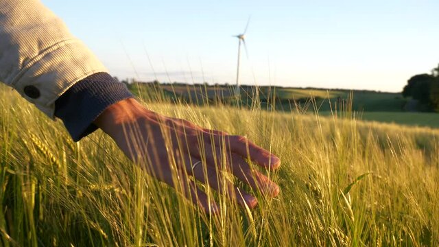 Young woman runs her hand through fields at sunset with wind turbine in the background. Clean, green, renewable energy concept