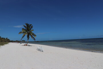 palm tree on the beach