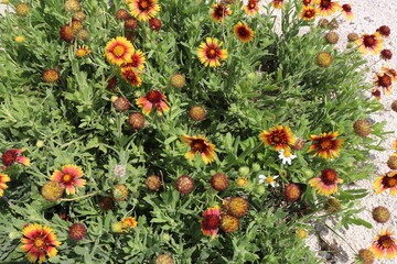 flowers in the garden