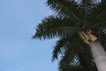 palm tree with blue sky background
