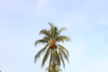 Fototapeta na wymiar palm tree with blue sky background