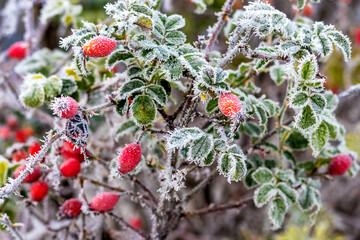 Red rose hips are covered with hoarfrost