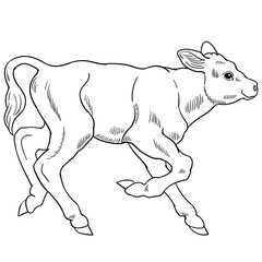 Hand drawn vector of calf isolated on white background for coloring page. Black and white  stock illustration of baby cow for coloring book.