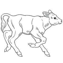 Hand drawn vector of calf isolated on white background for coloring page. Black and white  stock illustration of baby cow for coloring book.