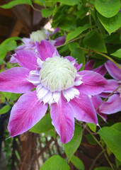 Obraz premium Lila und weiß blühende Clematis