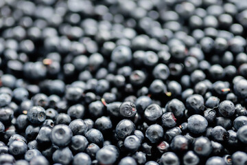 lots of fresh blueberries, texture background berries