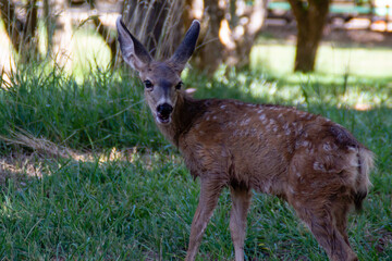 Young Black Tailed Deer Fawn Closeup