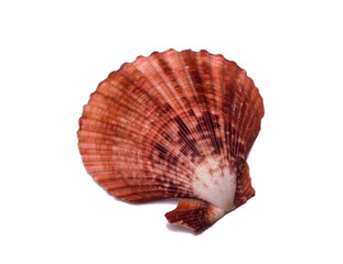 large seashell scallop on a white background