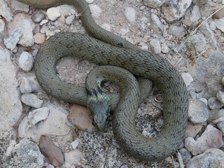 closeup photography of a snake, Natrix astreptophora, barred grass snake, picture taken in Garraf near Barcelona Spain.