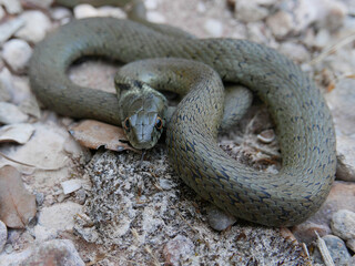 closeup photography of a snake, Natrix astreptophora, barred grass snake, picture taken in Garraf...