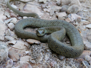 closeup photography of a snake, Natrix astreptophora, barred grass snake, picture taken in Garraf near Barcelona Spain.