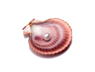 large seashell scallop with a pearl on a white background